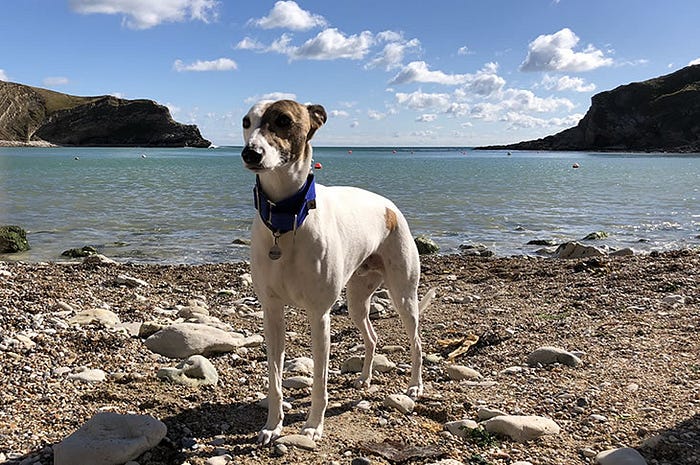 Photo: Relieving stress with Milo the Whippet in Lulworth Cove, Dorset